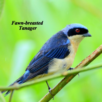 Fawn-breasted Tanager